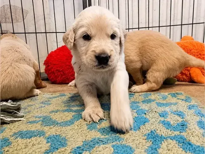 Filhotinhos Golden Retriever pelagem densa e muito carinhosos
