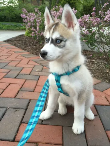 Husky siberiano O companheiro perfeito está esperando por você