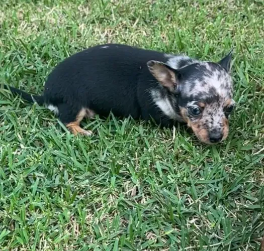 Pinscher Miniatura Exóticos