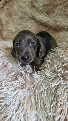 Dachshund 