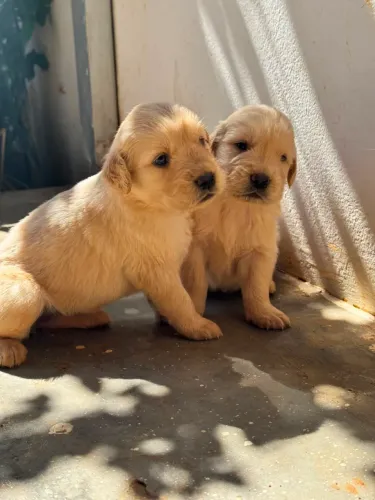Cachorro 