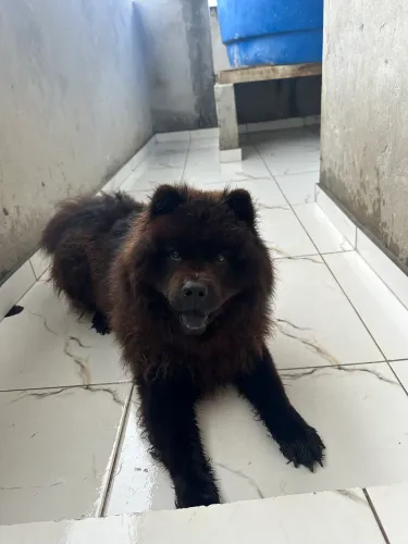 Procura-se um lar cheio de amor para este ursinho Chow Chow preto! ?
