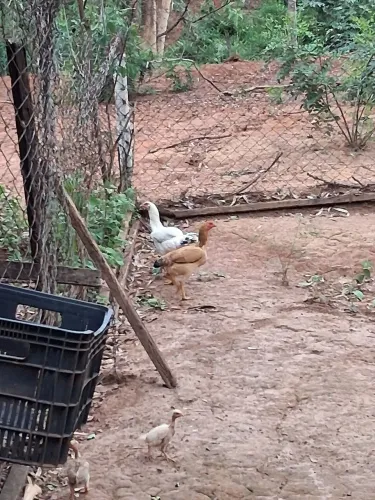Vende-se duas frangas caipiras