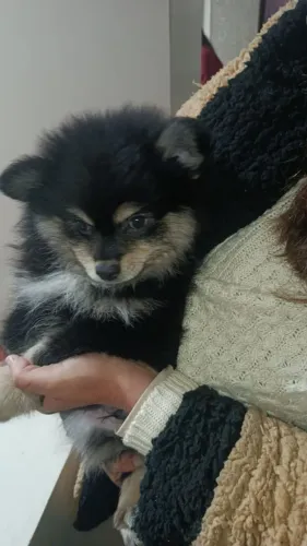 MACHINHO Spitz alemão Pretinho.
