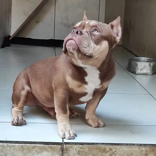 Vendo American Bully macho