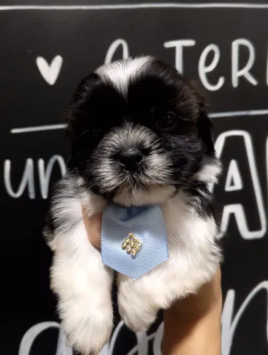 Machos de Shihtzu, entrega imediata, parcelo em 10x no cartão!