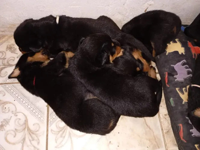 Filhotes de Rottweiler Disponíveis