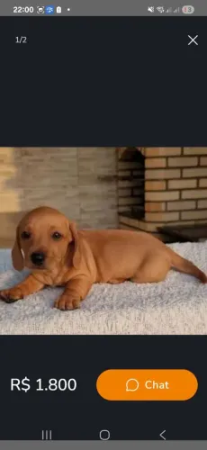 Filhote de basset femea lindinha 