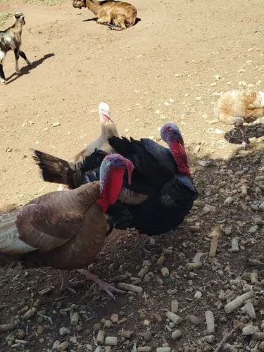 2 peru macho