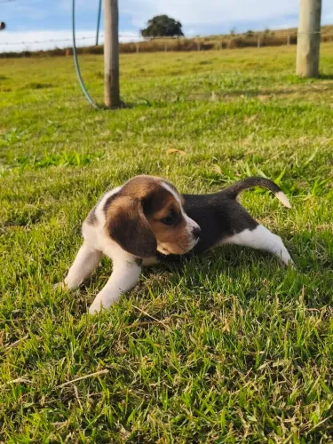 Filhote de BEAGLE