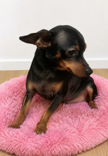 Pinscher Fêmea tamanho 1
