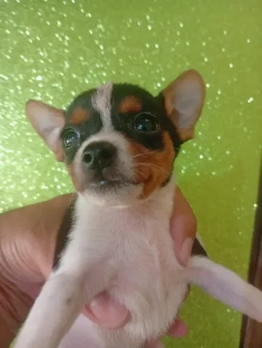 Pinscher Zero Mini Lindo Filhote