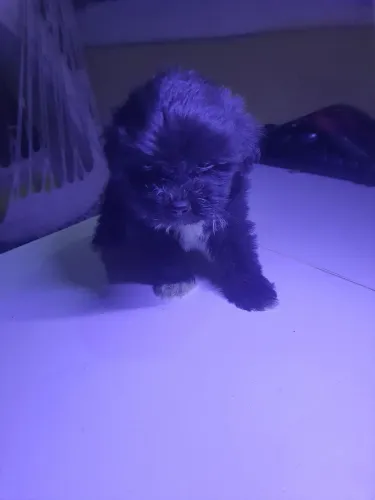 Filhote shih tzu 1 mes n racao