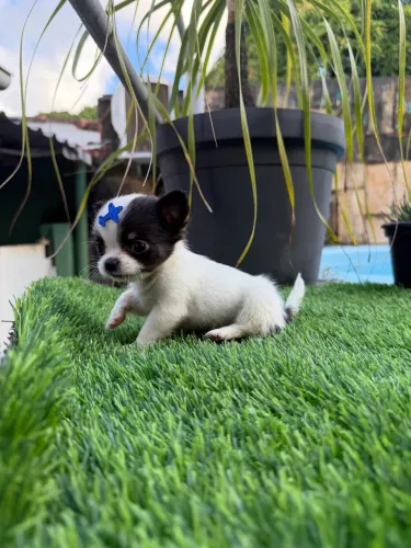 Chihuahua Miniatura