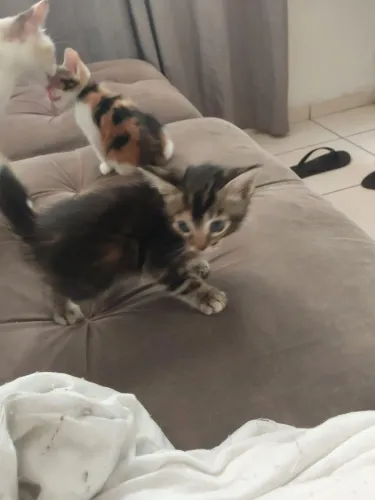 Doa-se Gatinhos