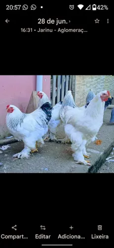 Belos galos da raça Brahma