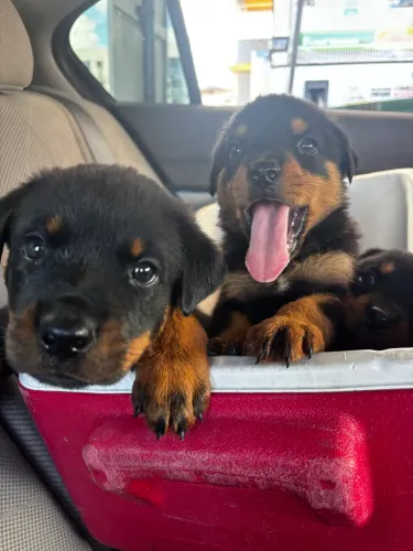 Filhote Rottweiler