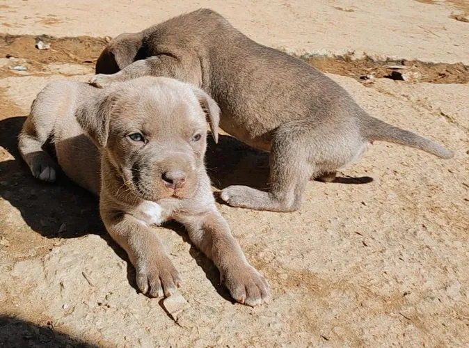 Cane corso fêmeas cinza com olhos azuis