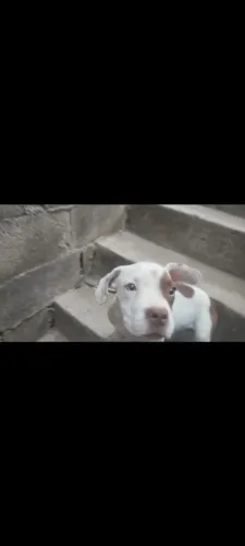 Vendo cachorro de raça American bully puro