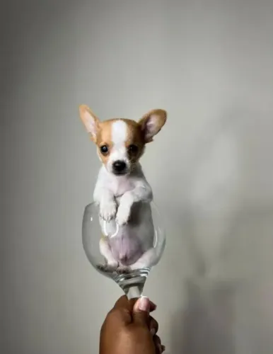 MINIATURAS DISPONÍVEL FILHOTES LINDOS PINCHER NÚMERO ZERO 