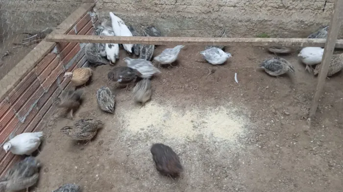 Vende codorna gigante 