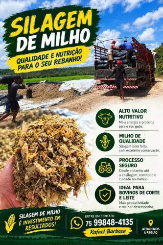 Silagem de milho de alta qualidade