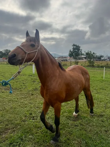 Cavalo Crioulo Manso Castrado - Bom para Carroça