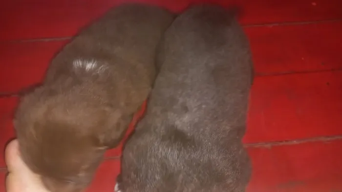 Cachorros filhotes para adoção em Macapá. 1 Macho e 1 Fêmea, doamos juntos ou separados.