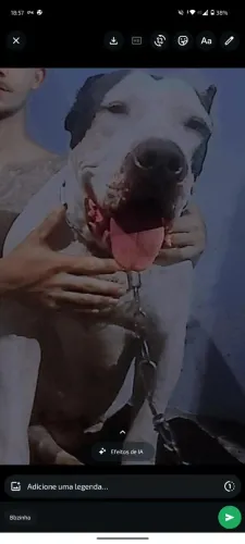 Em busca do parceiro pra cruzar , ele tem 3 anos , pit monter
