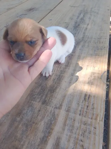 Vendo lindo filhote de Jack Russel 