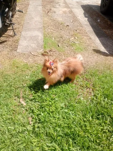 Spitz alemão fêmea 8 mês 