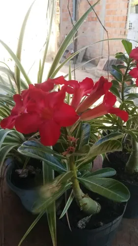 Flor do deserto linda