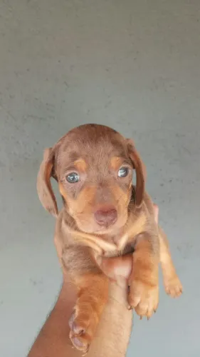 Basset teckel alto padrao