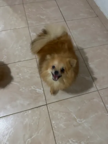 Cães 