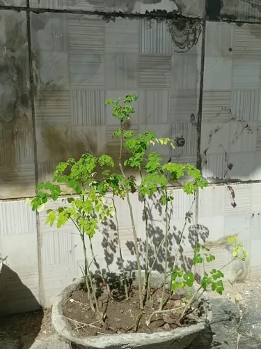 Vendo bonsai de vários modelos 