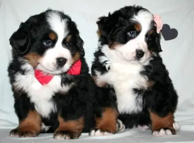 Bernese Mountain Machos e Femeas