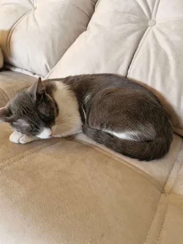Doa-se gato castrado