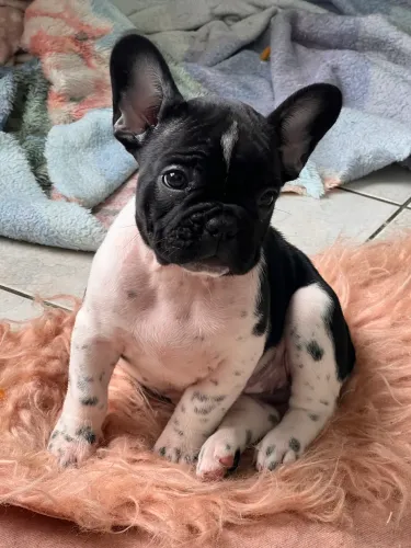 Buldogue francês Fêmea