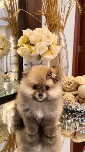 Lindo filhote de Spitz alemão anão 