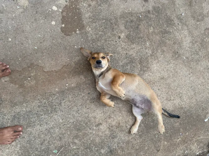 Doação Filhote salsichamix - 3 meses - 1 Macho