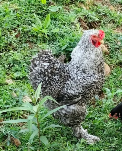 Galo Brahma barrado (carijó)