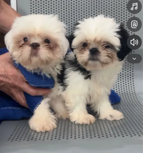 Shih Tzus filhotes
