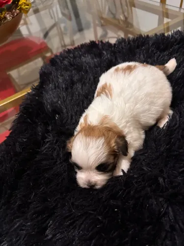 Linda Lhasa APSO
