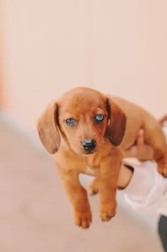 Dachshund