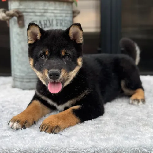 Shiba Inu | Pelagem brilhante e lisa 