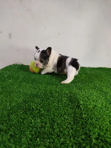 Budog francês Macho