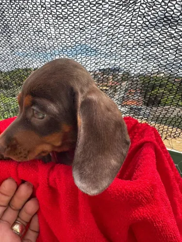 Filhotes de Basset Dachshund 