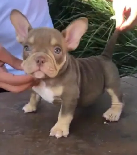 FILHOTES DISPONÍVEIS - AMERICAN BULLY