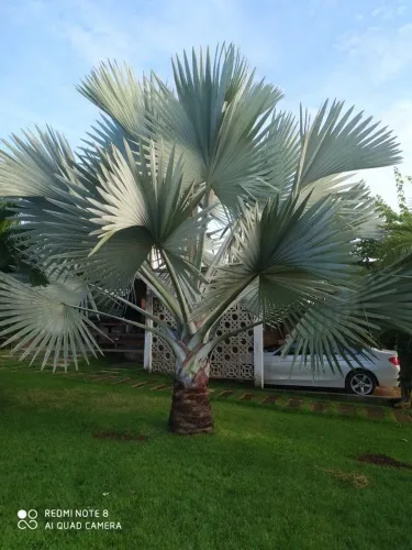 Muda Palmeira Azul