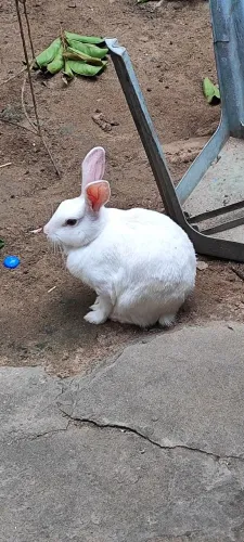 Coelhos adultos a venda